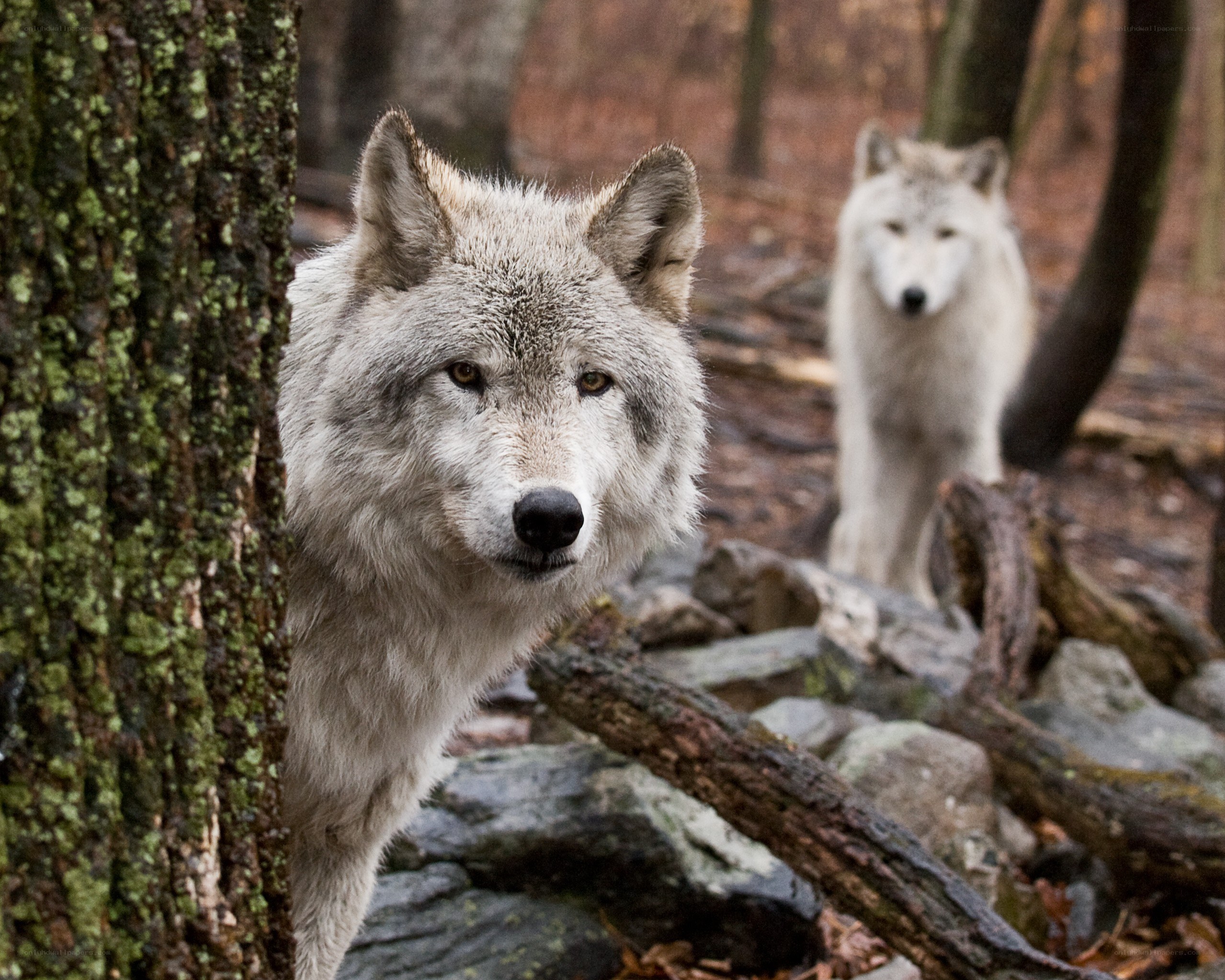 Two wolves in a forest