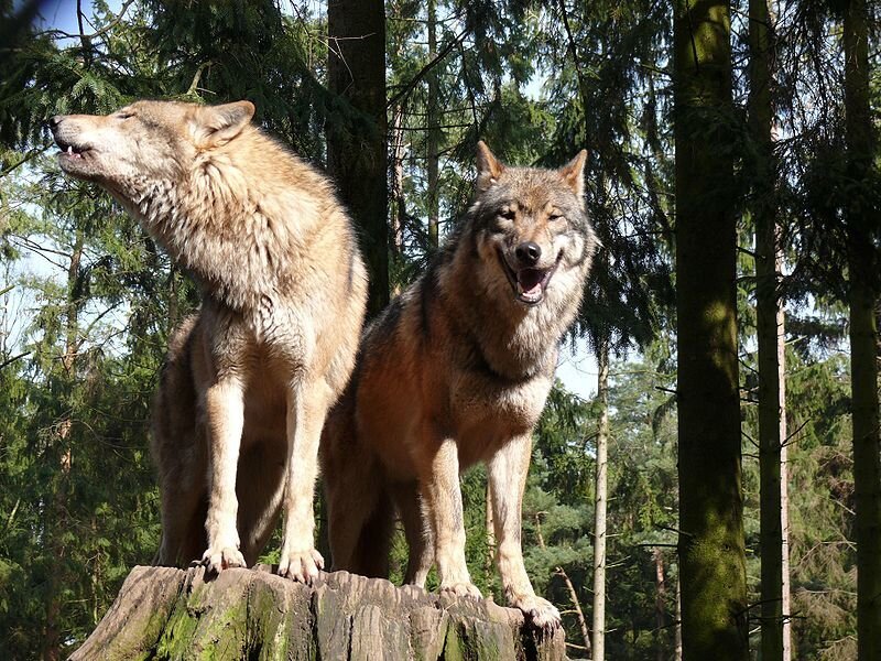 Two wolves in a forest