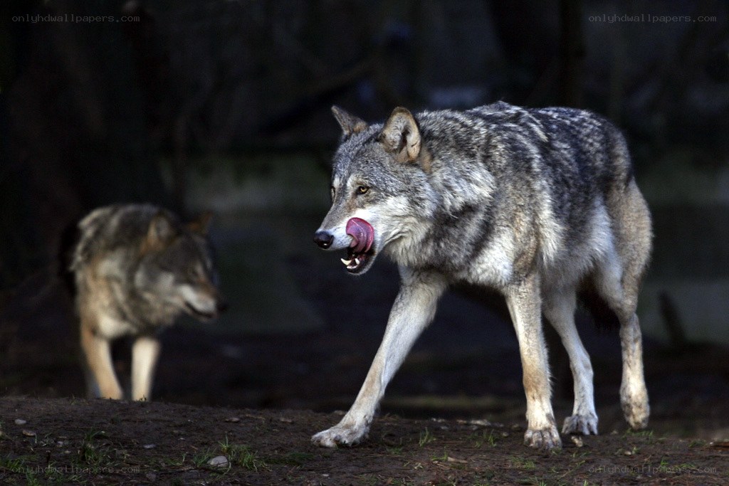 Two wolves in a forest