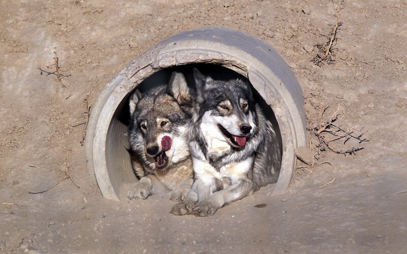 Two wolves in a pipe