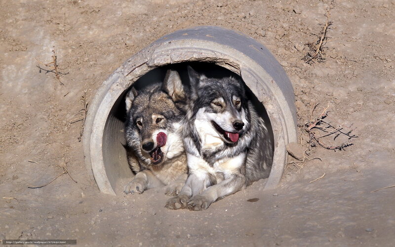 two wolves in a pipe