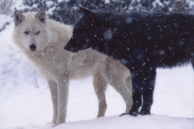 Two wolves in a snowstorm