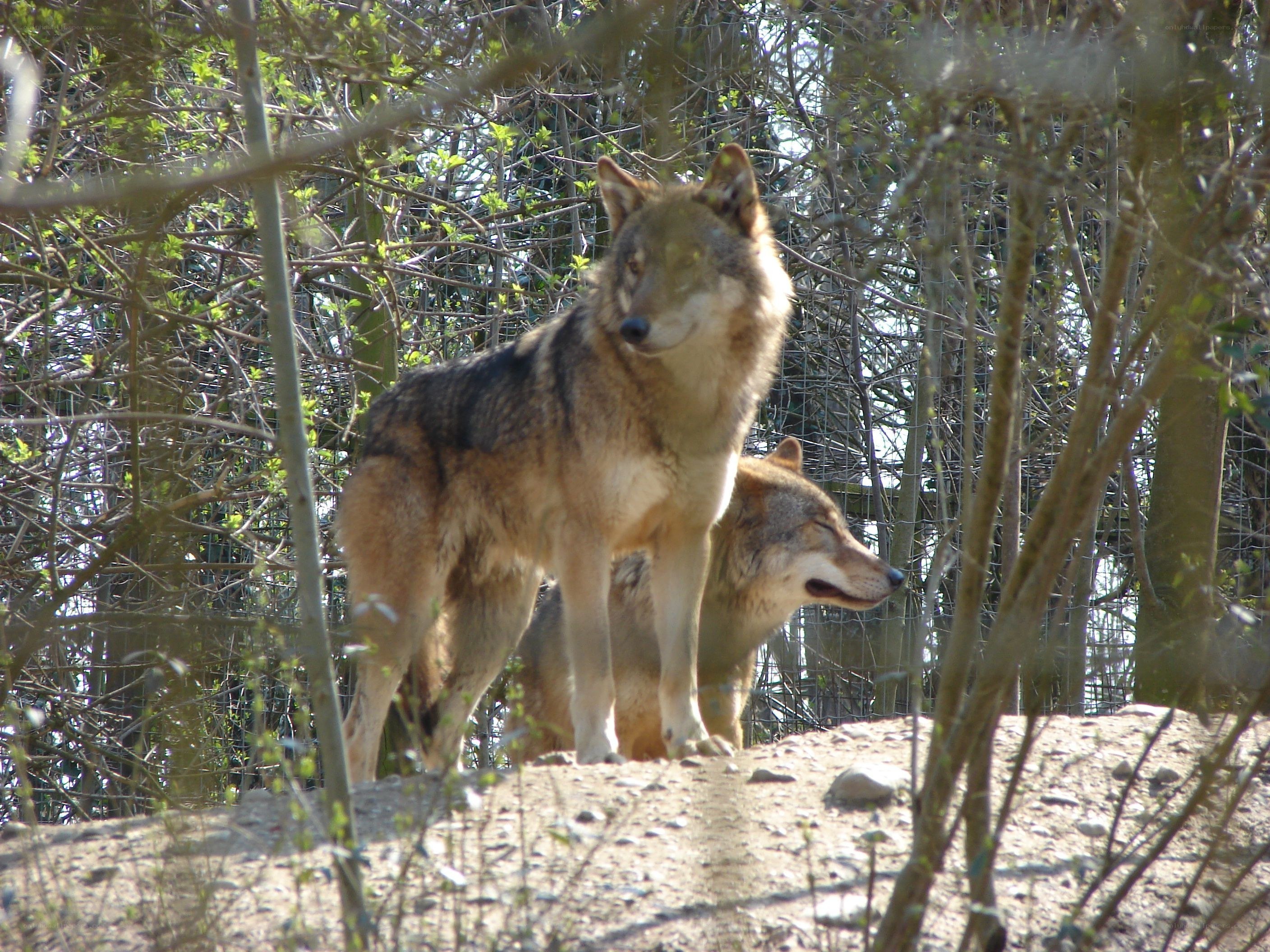 Two wolves in a wooded enclosure