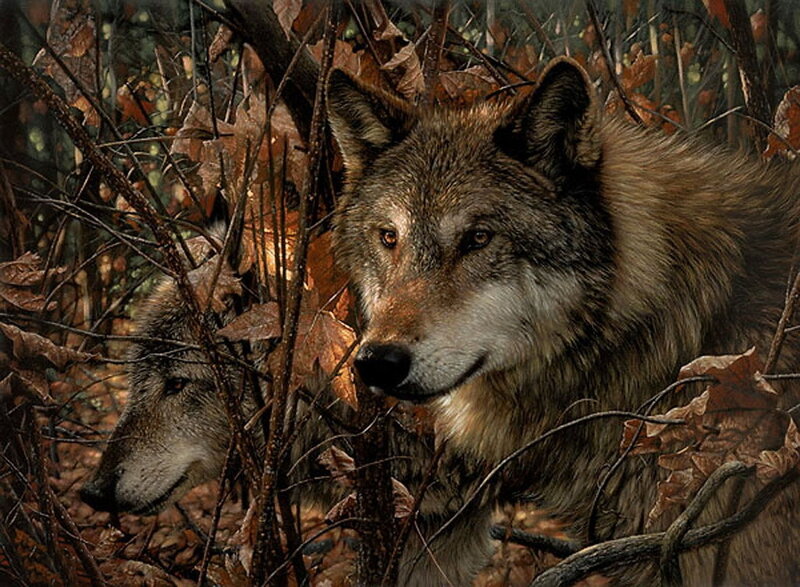 Two wolves in autumn forest