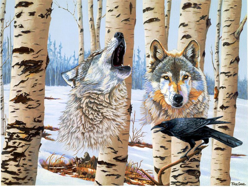 Two Wolves in Birch Forest
