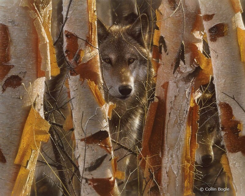 Two Wolves in Birch Forest — White
