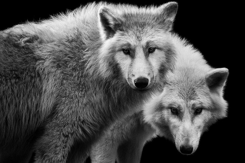 Two Wolves in Black and White — Dramatic