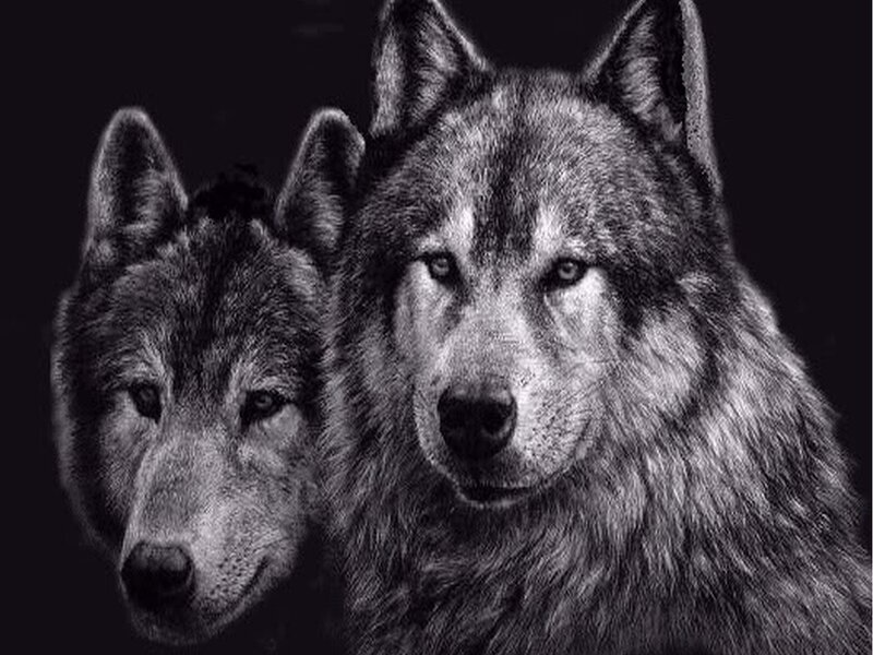 Two Wolves in Black and White