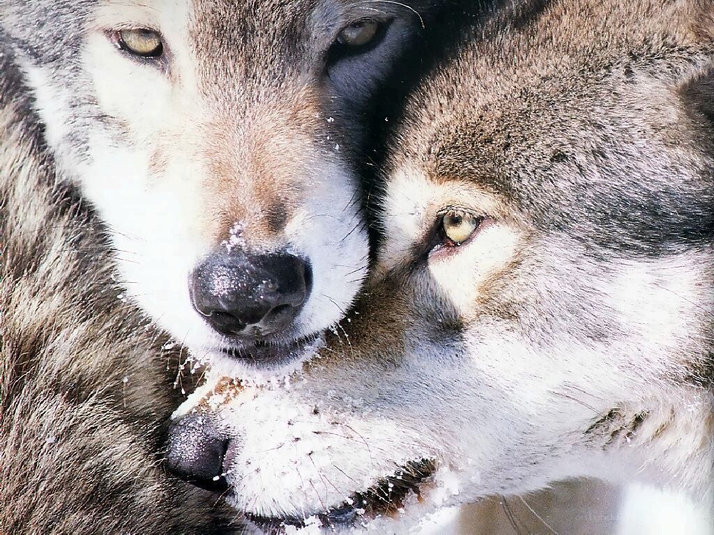 two wolves in close embrace