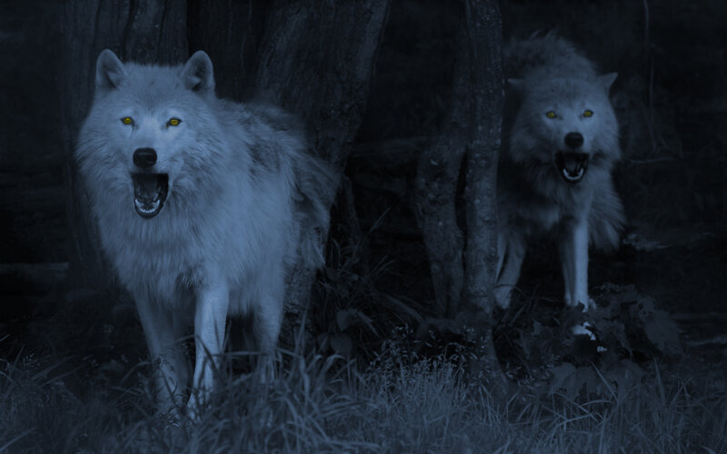 Two wolves in dark forest