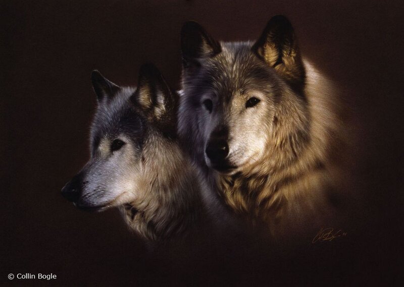 Two Wolves in Darkness