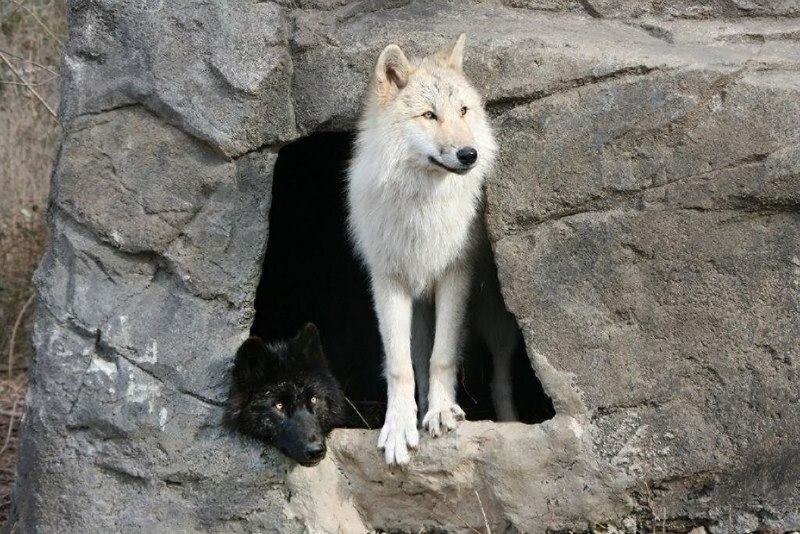 Two Wolves in Den
