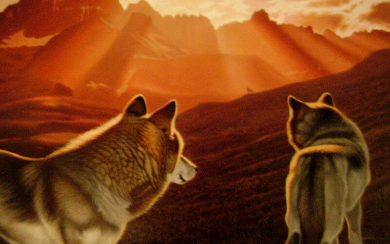 Two Wolves in Desert