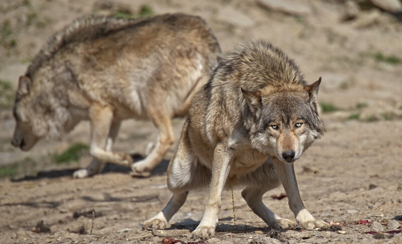 Two Wolves in Dirt