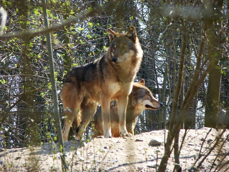 Two Wolves in Enclosure — Brown, Natural