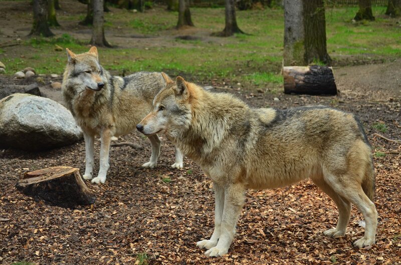 Two Wolves in Enclosure — Brown