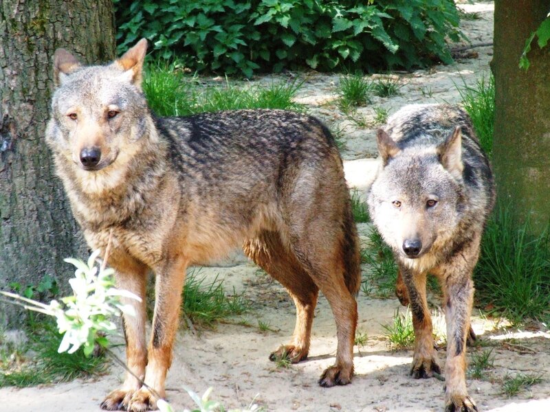 Two Wolves in Enclosure — Gray