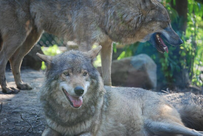 Two Wolves in Enclosure