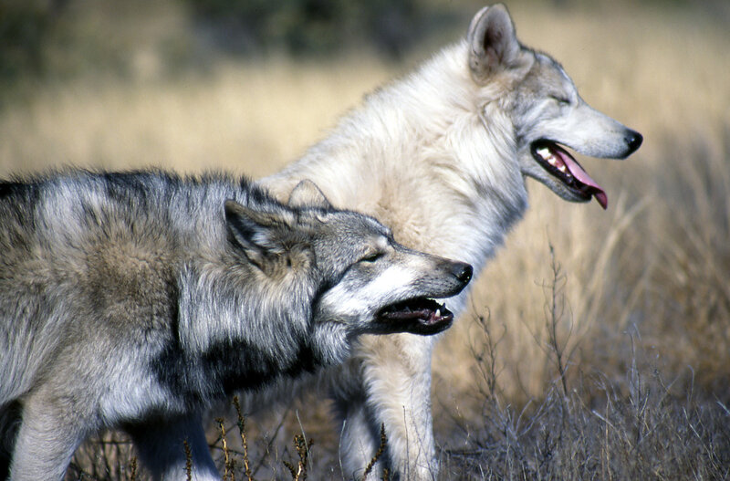 Two Wolves in Field — Gray
