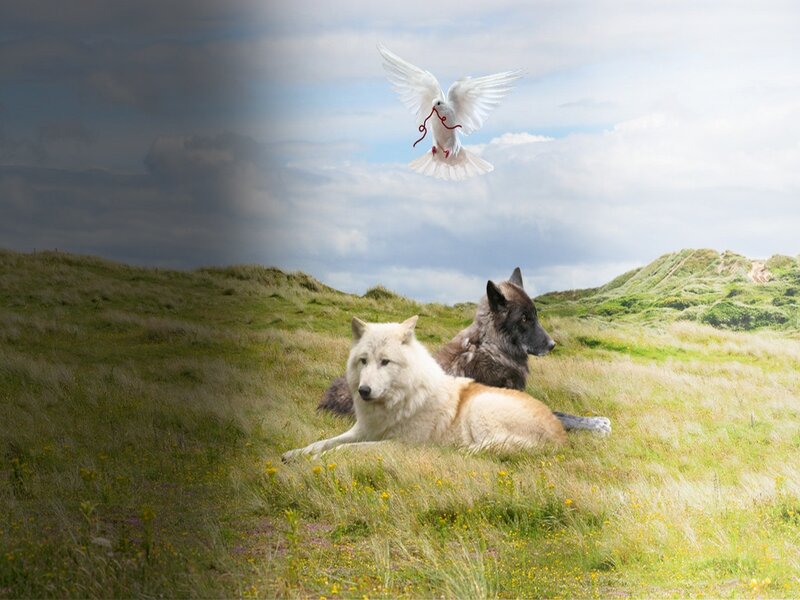 Two Wolves in Field — Green