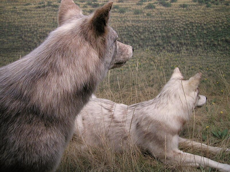 Two Wolves in Field