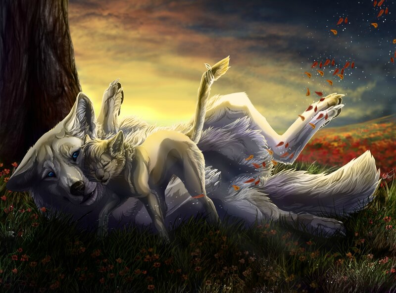 Two Wolves in Field — White, Serene, Sunset