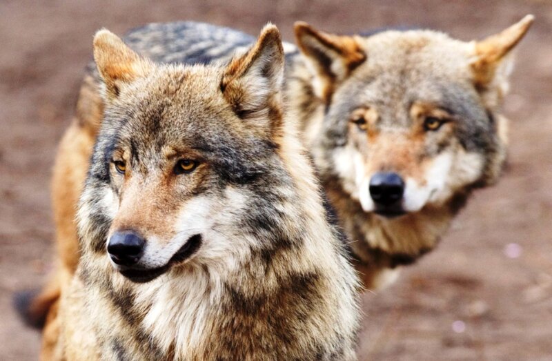 Two Wolves in Focus