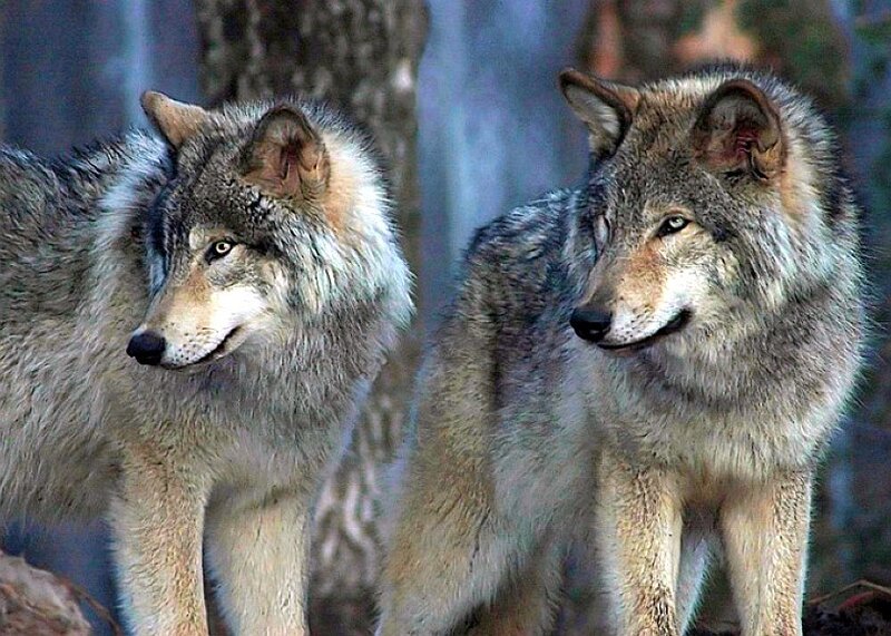 two wolves in forest
