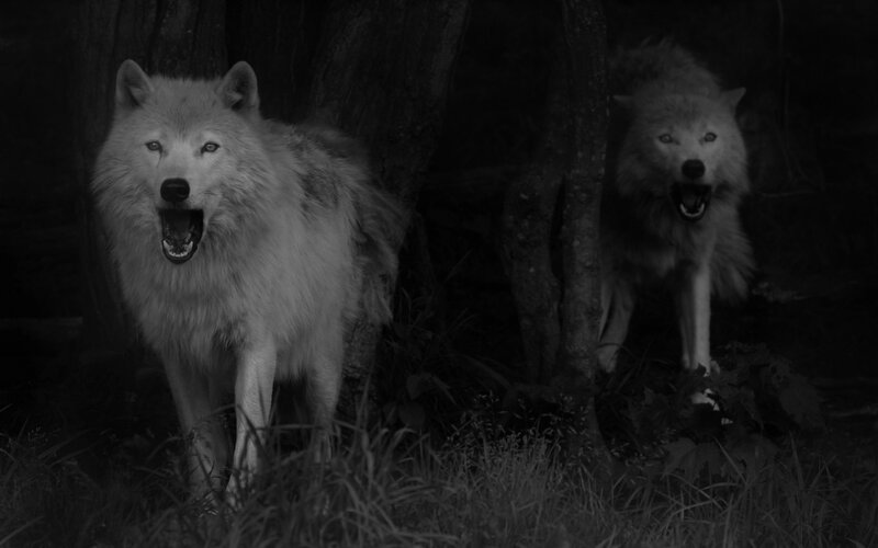 Two Wolves in Forest — Black, Dark, Night