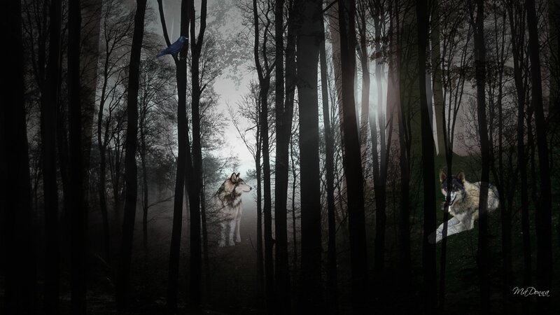 Two Wolves in Forest — Black, Dark