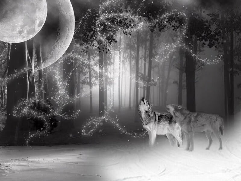 Two Wolves in Forest — Black