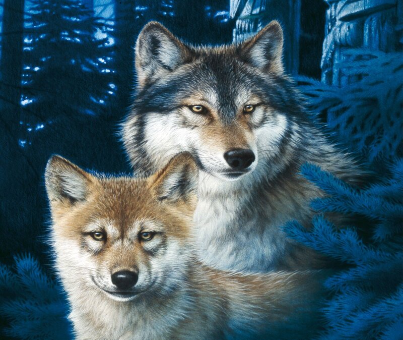 Two Wolves in Forest — Blue, Calm