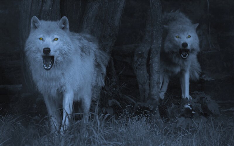 Two Wolves in Forest — Blue, Dark