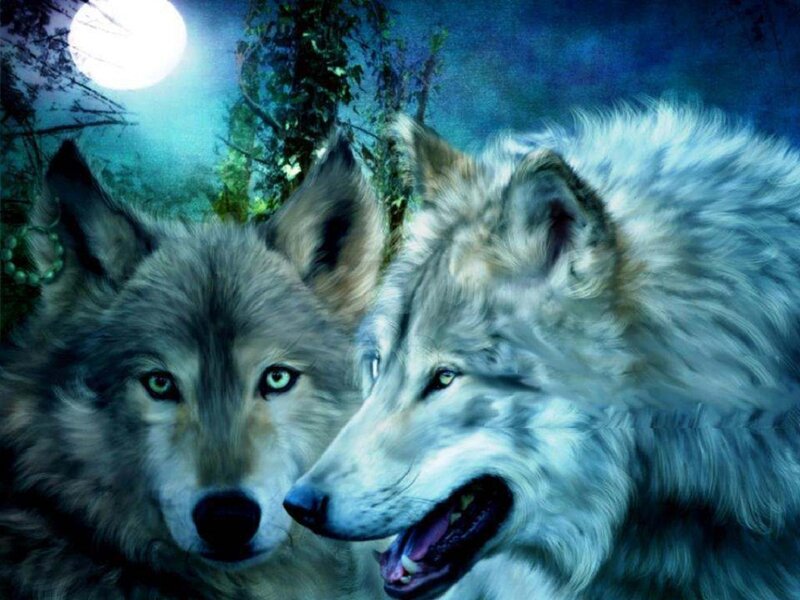 Two Wolves in Forest — Blue, Dramatic, Night, Digital Art