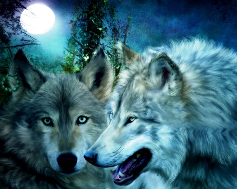 Two Wolves in Forest — Blue, Dramatic, Night