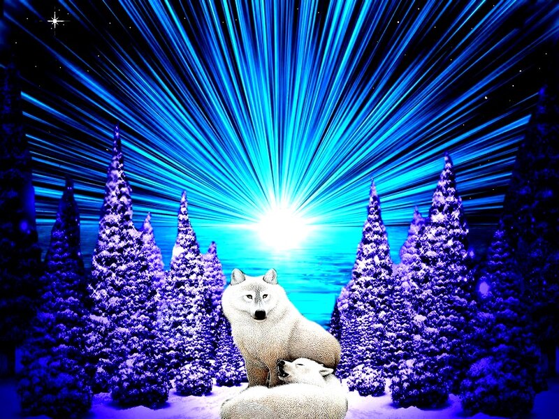 Two Wolves in Forest — Blue, Dramatic