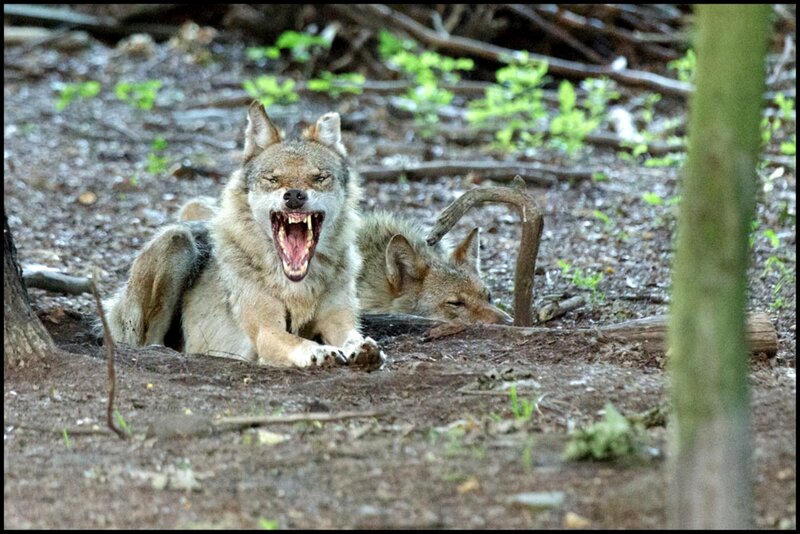 Two Wolves in Forest — Brown, Aggressive