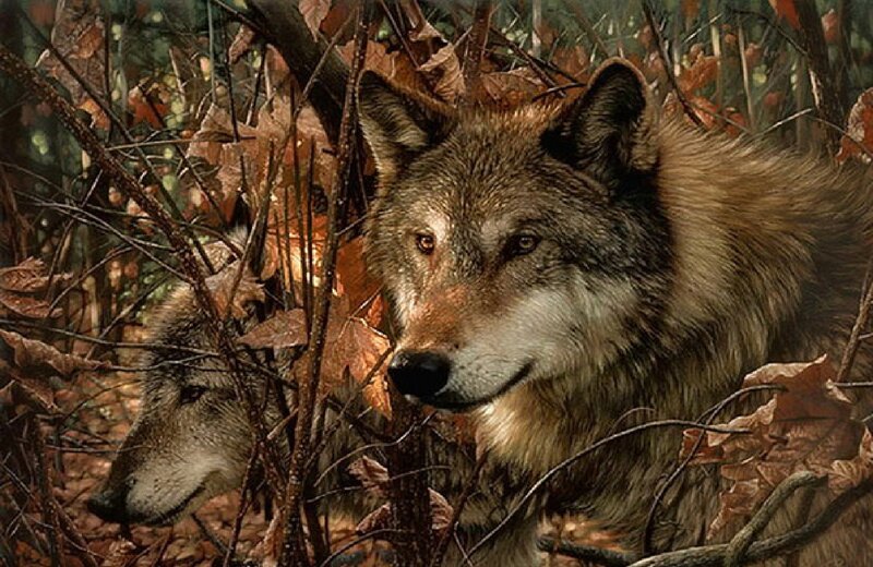 Two Wolves in Forest — Brown, Alert, Autumn
