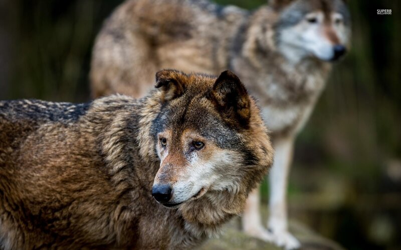 Two Wolves in Forest — Brown, Alert, Photograph