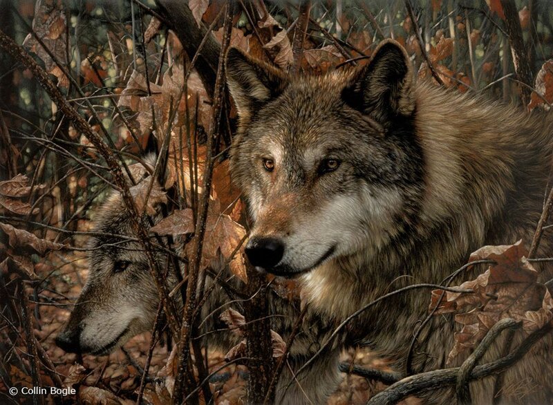 Two Wolves in Forest — Brown, Alert