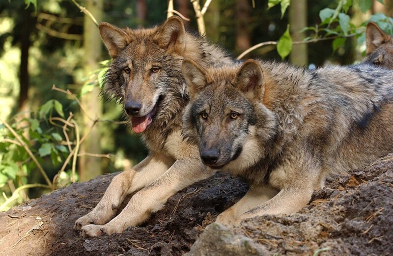 Two Wolves in Forest — Brown, Calm, Afternoon