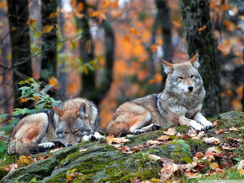 Two Wolves in Forest — Brown, Calm, Autumn, Photograph