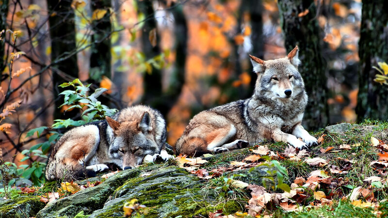 Two Wolves in Forest — Brown, Calm, Autumn, Photograph, Trees