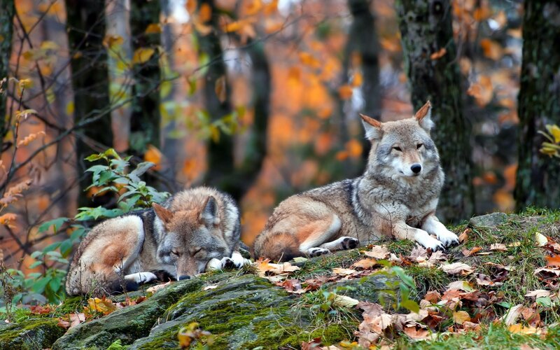 Two Wolves in Forest — Brown, Calm, Autumn