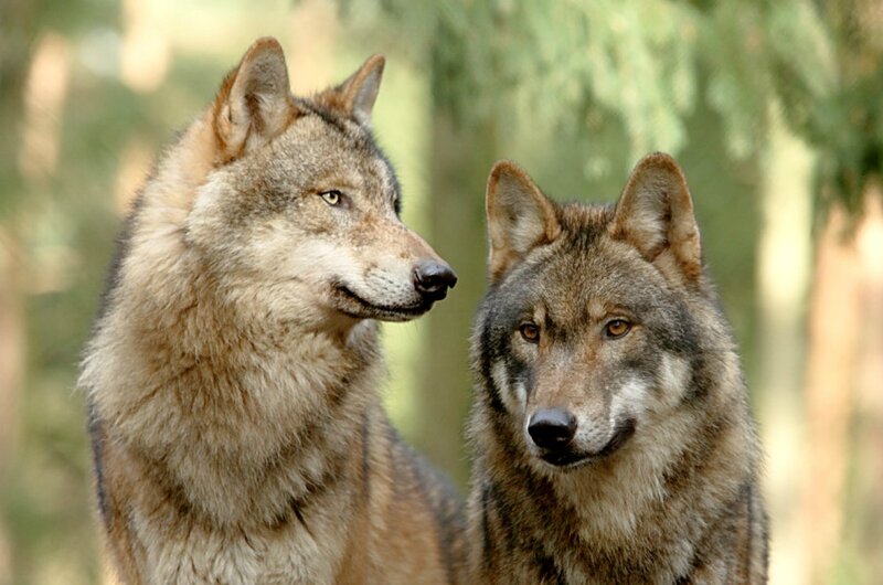 Two Wolves in Forest — Brown, Calm
