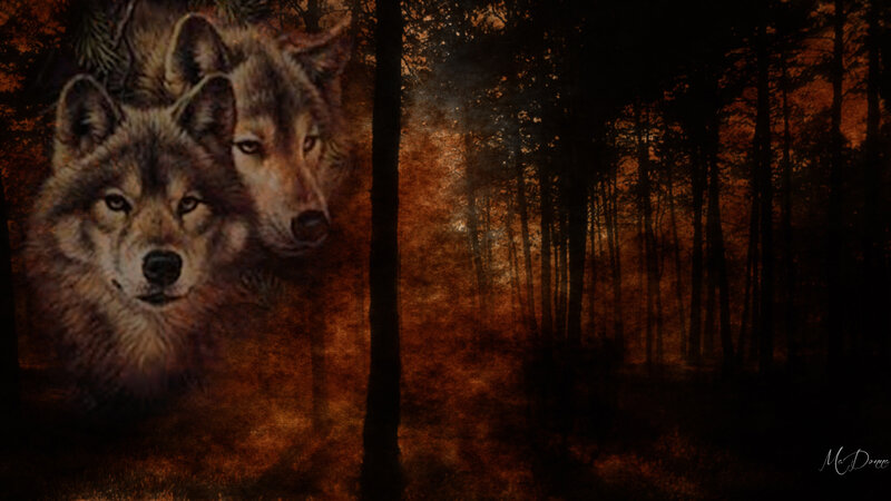 Two Wolves in Forest — Brown, Dark