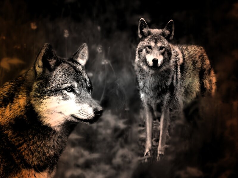 Two Wolves in Forest — Brown, Dramatic, Night
