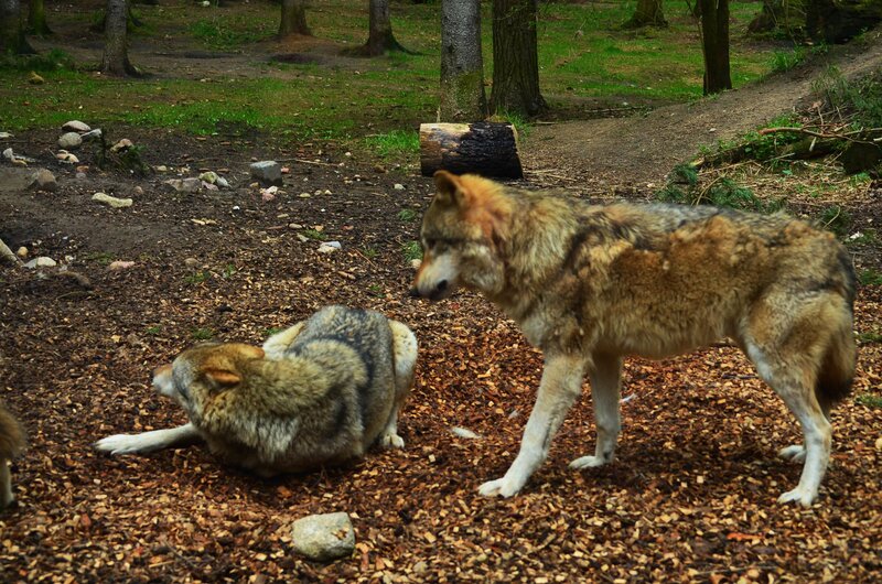 Two Wolves in Forest — Brown, Natural, Afternoon, Photograph