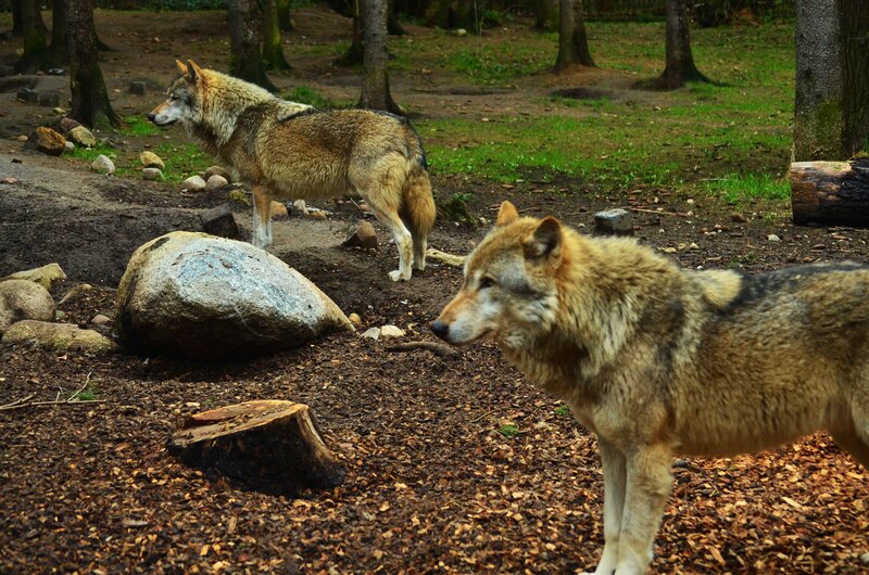 Two Wolves in Forest — Brown, Natural, Afternoon, Photograph, Trees