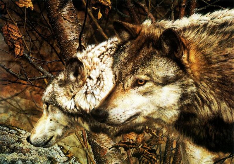 Two Wolves in Forest — Brown, Natural, Autumn, Photograph